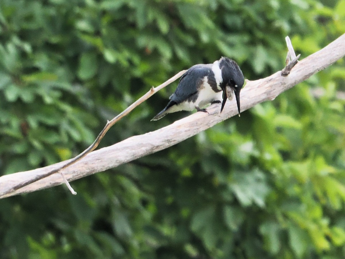 Belted Kingfisher - ML640138157