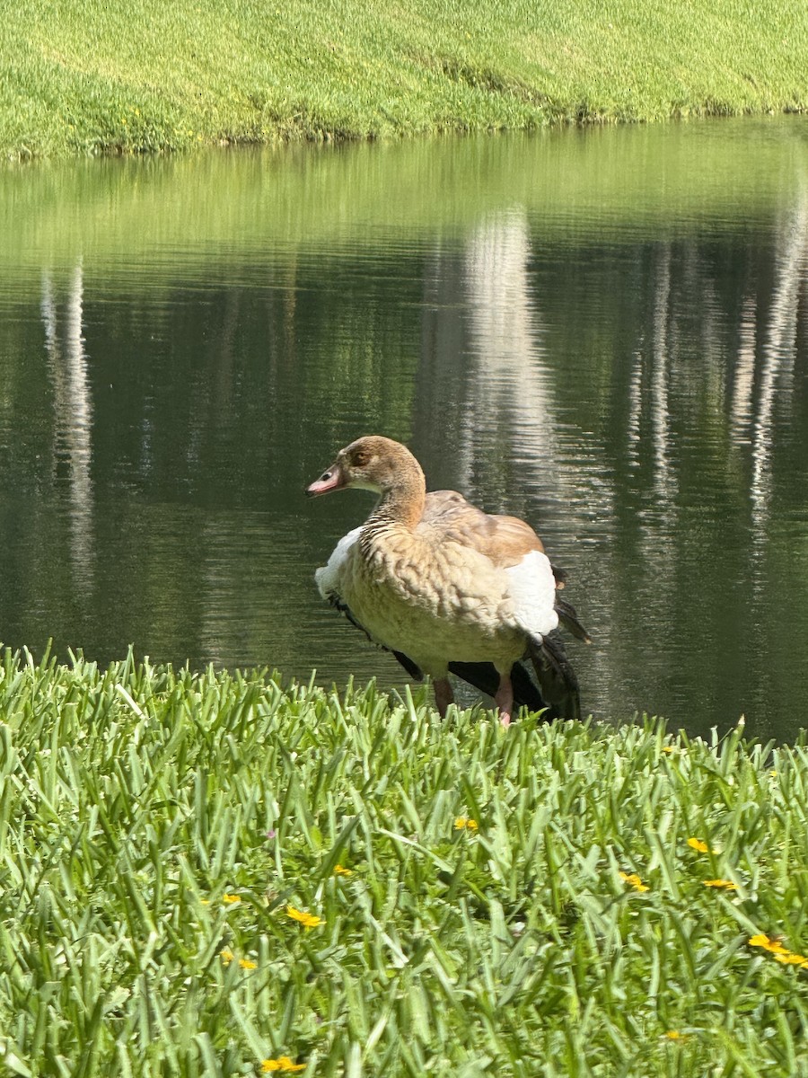 Nilgans - ML640138162