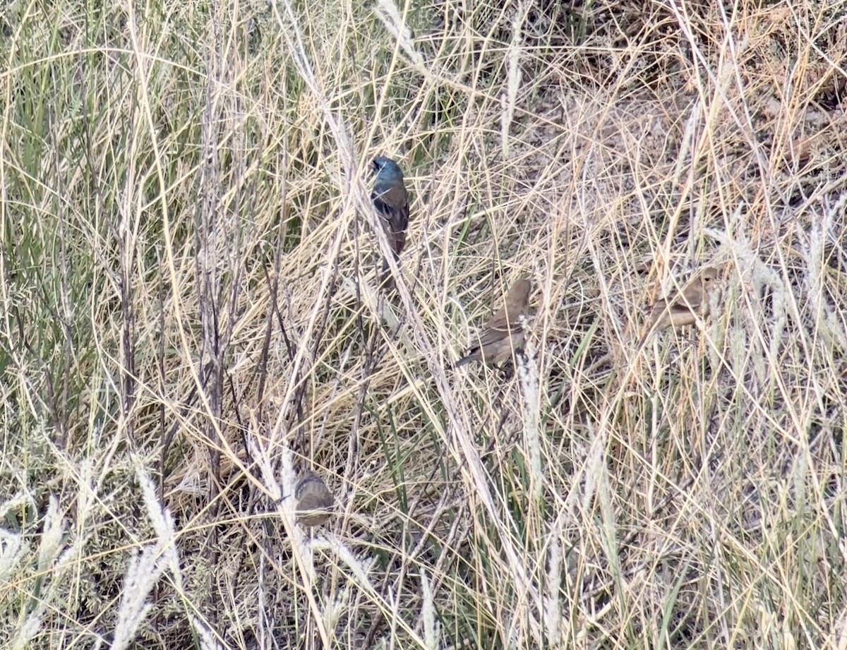 Lazuli Bunting - ML640138298