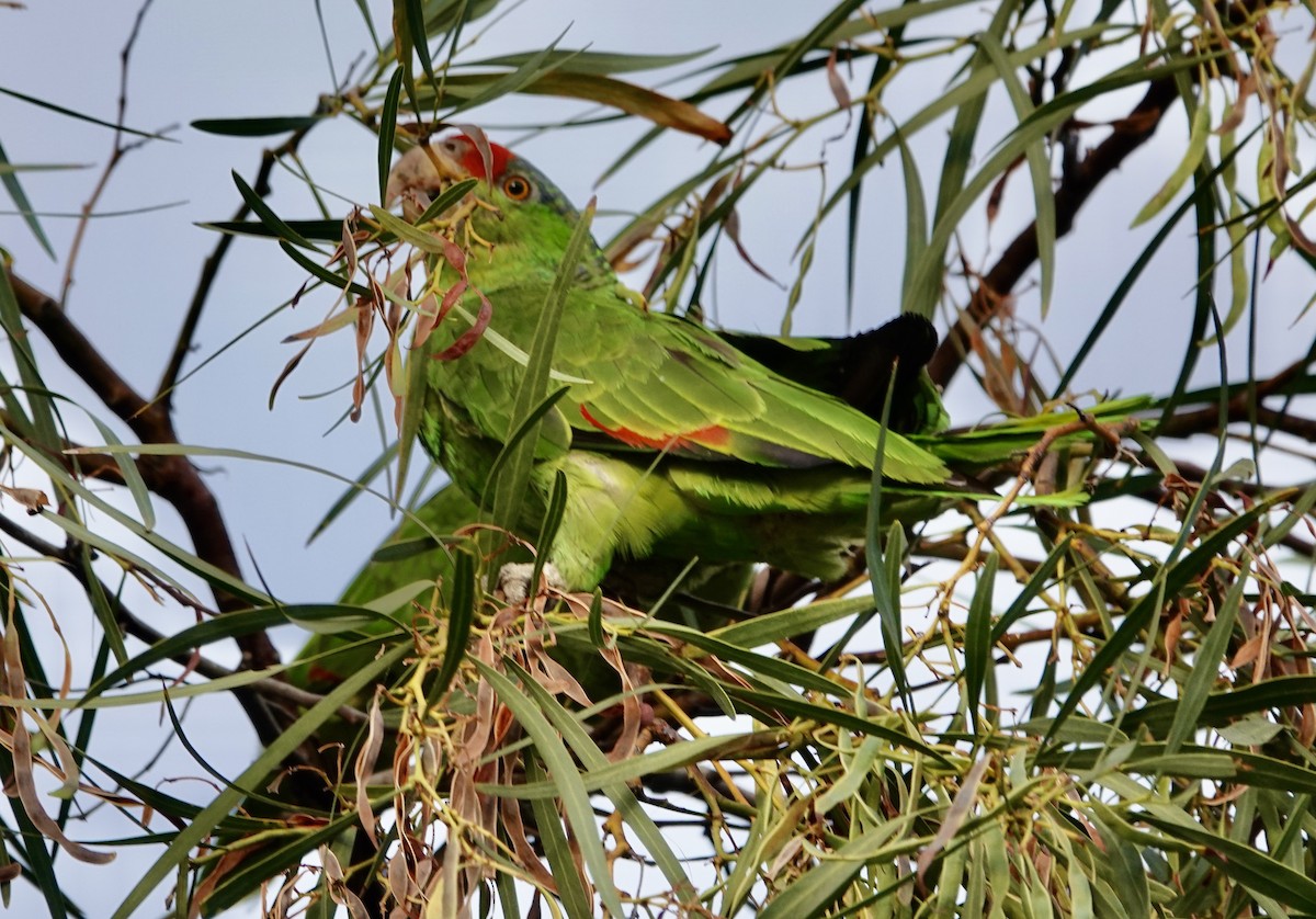 Red-crowned Amazon - ML640138319