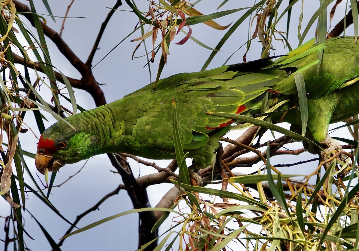 Red-crowned Amazon - ML640138320