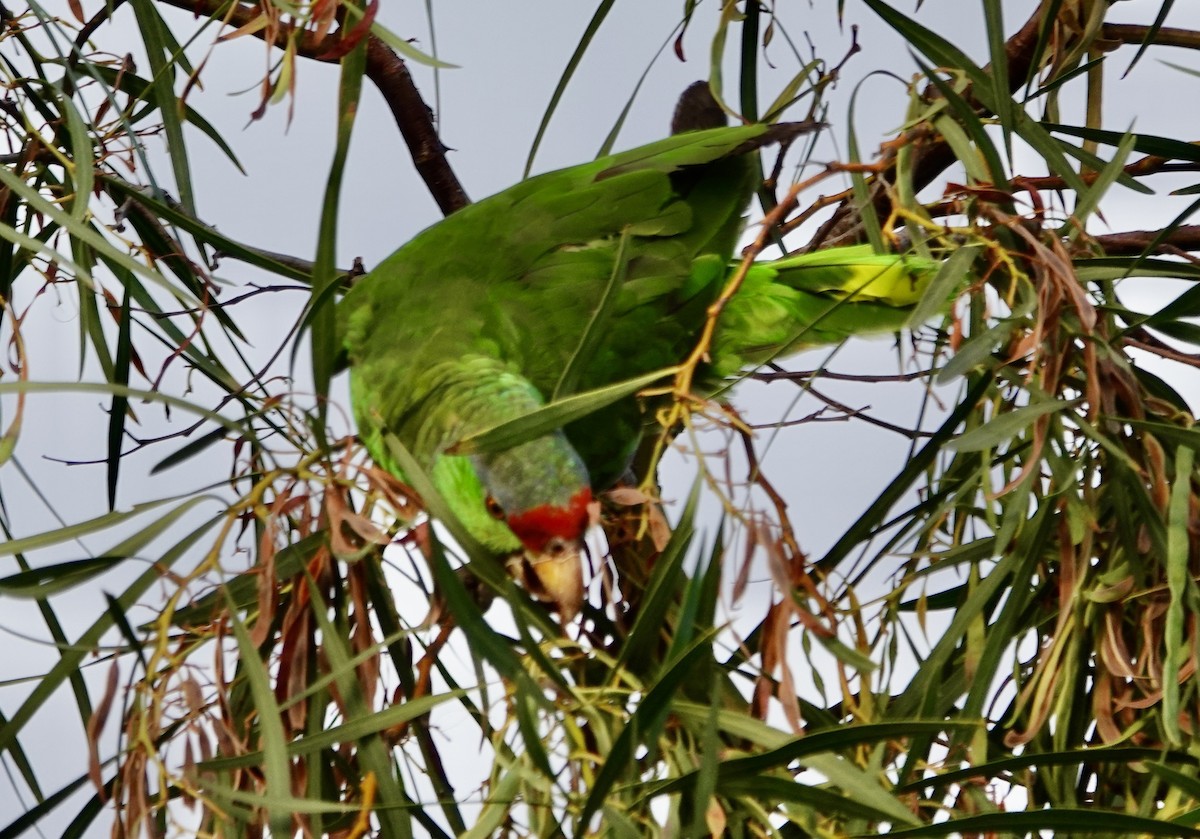 Red-crowned Amazon - ML640138322