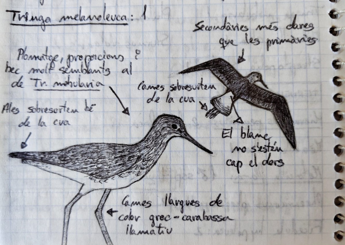 Greater Yellowlegs - ML640138352