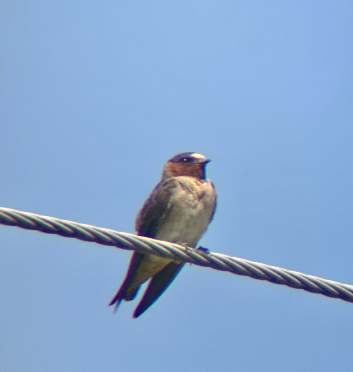 Cliff Swallow - ML640138389
