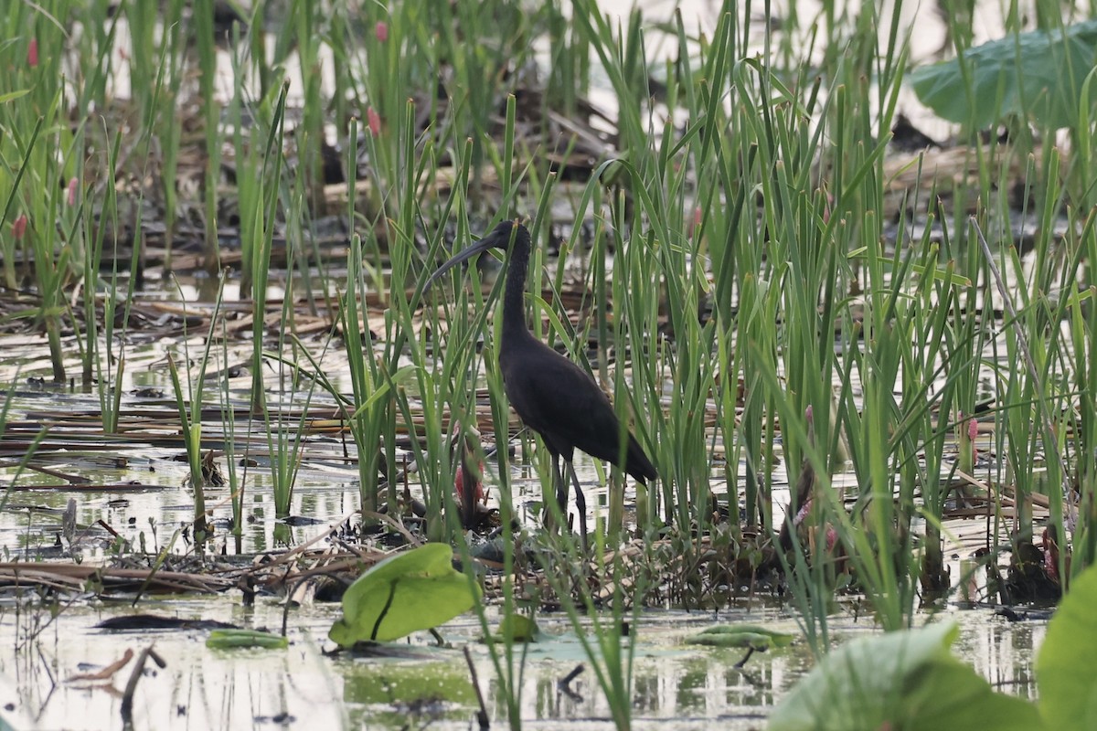 Glossy Ibis - ML640138391