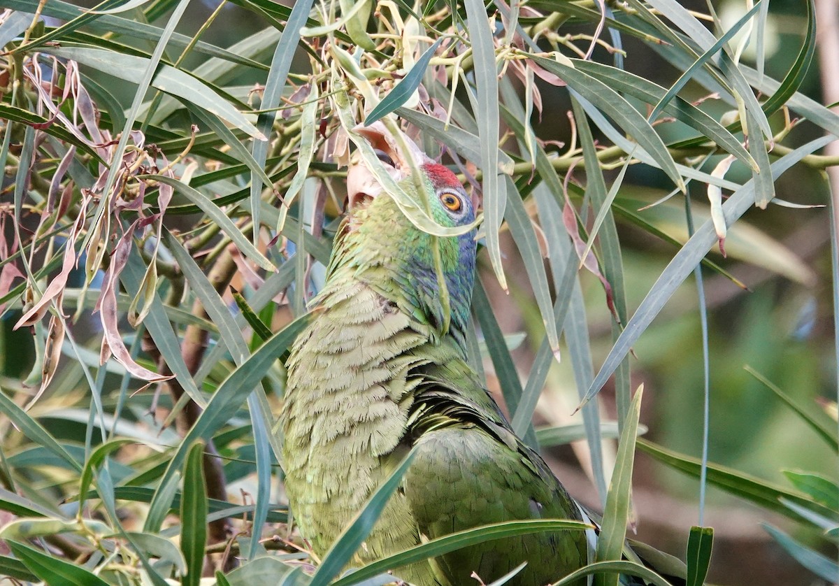 Lilac-crowned Amazon - ML640138431