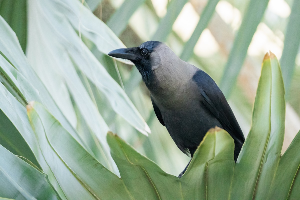 House Crow - ML640138454