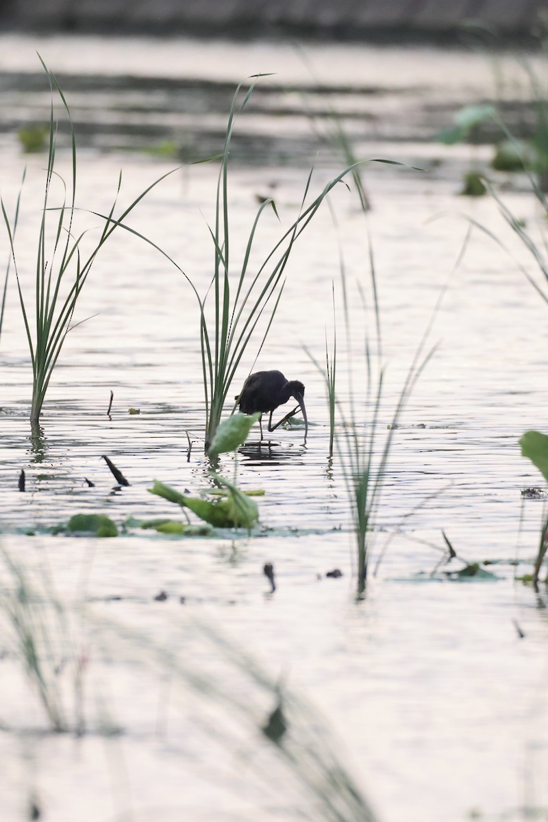Glossy Ibis - ML640138475