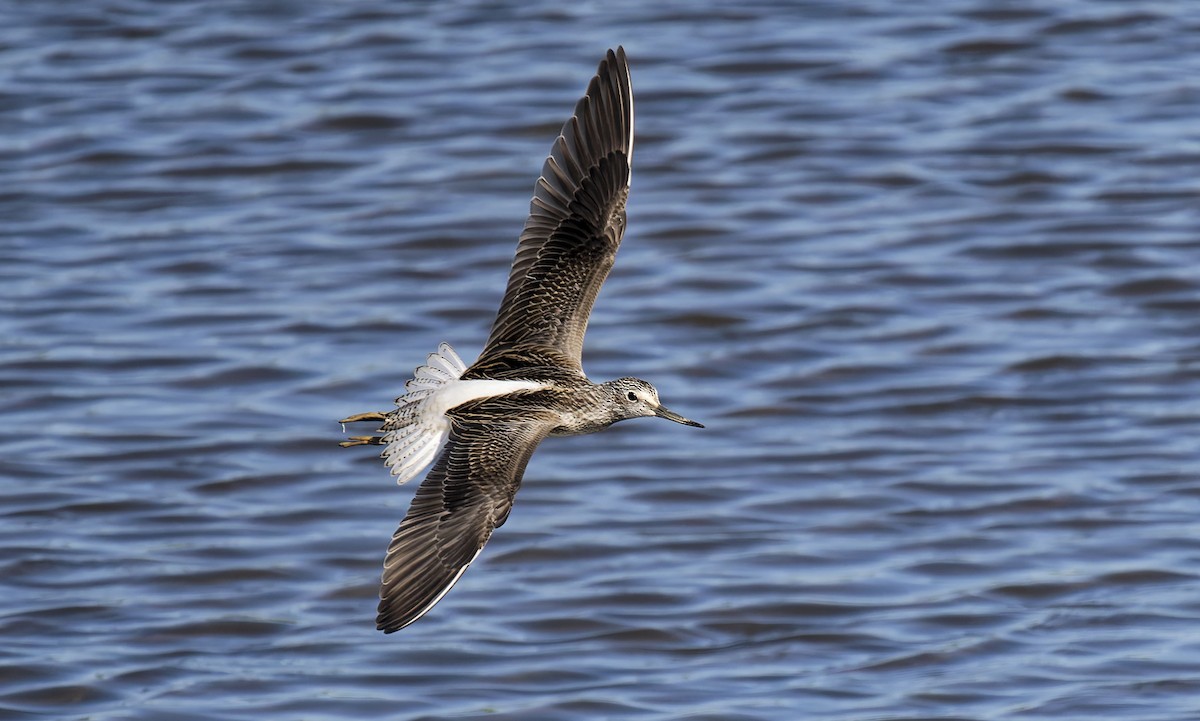 Common Greenshank - ML640138499
