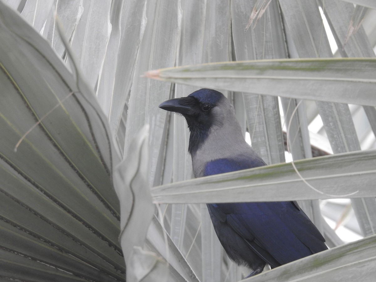 House Crow - ML640138507