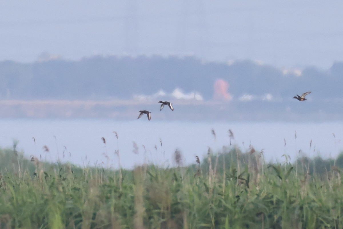 Ferruginous Duck - ML640138576