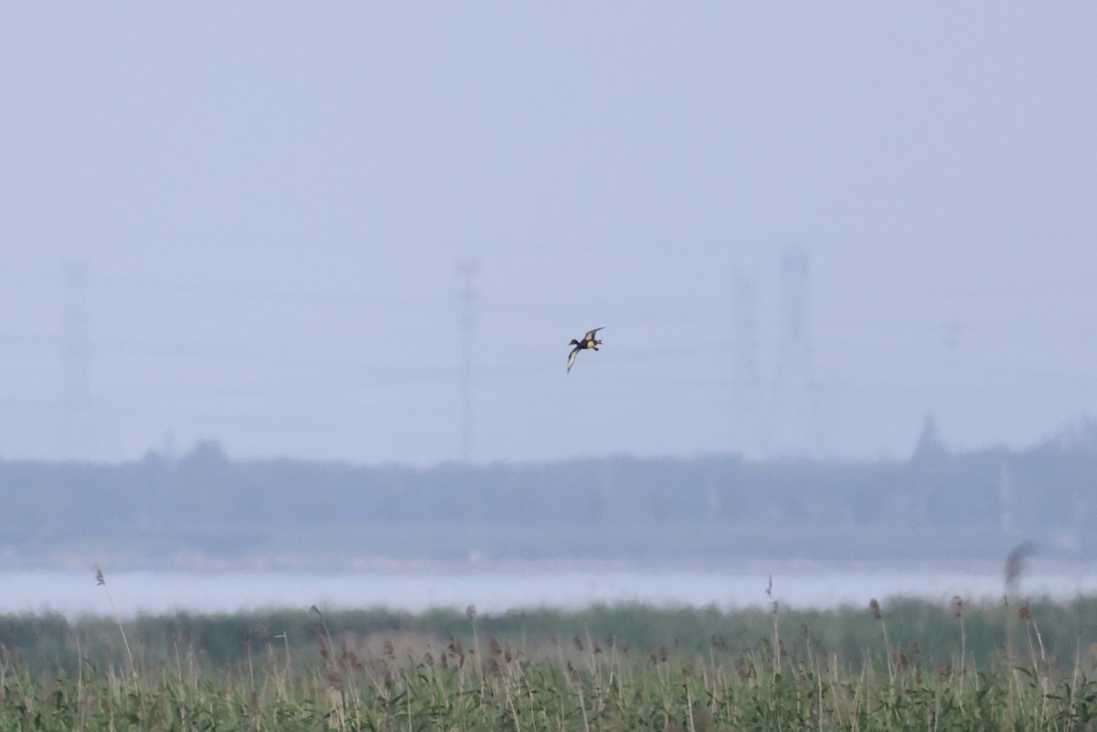 Baer's Pochard - ML640138600