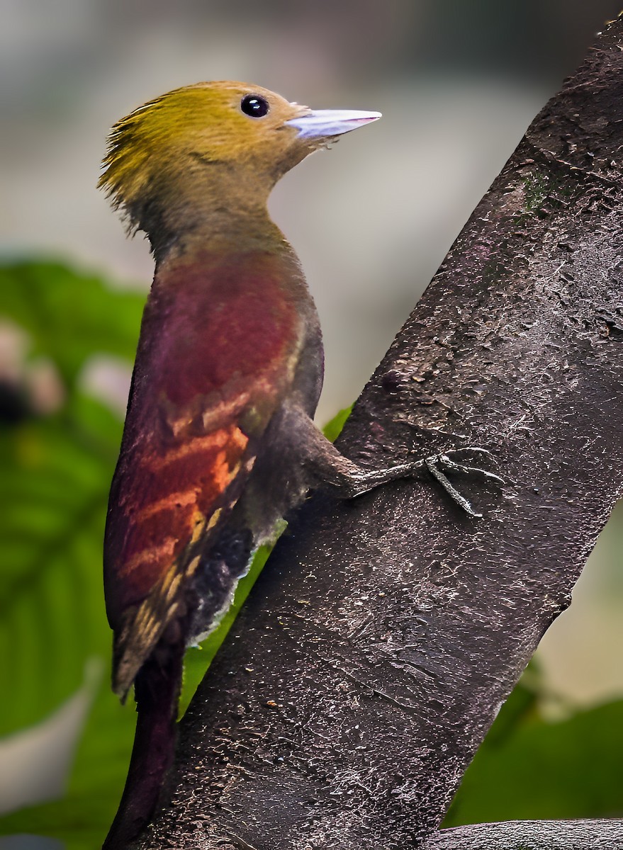 Pale-headed Woodpecker - ML640138601