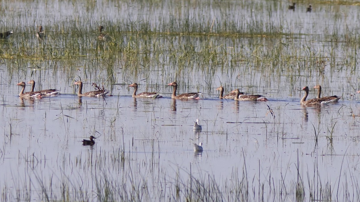 Graylag Goose - ML640138607