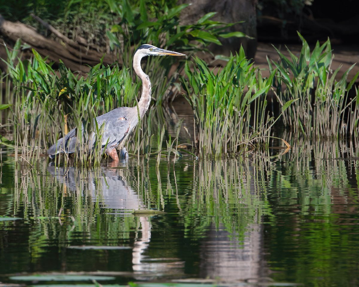Great Blue Heron - ML640138641