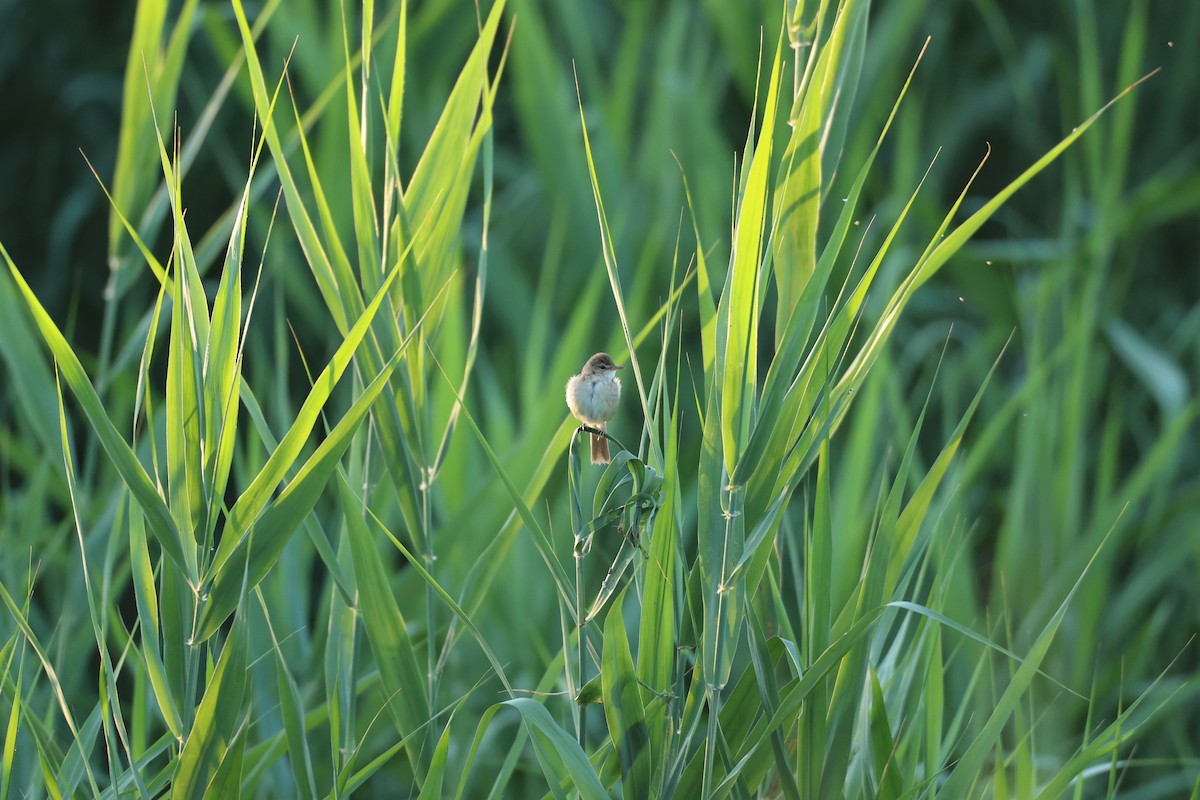 Blunt-winged Warbler - ML640138705