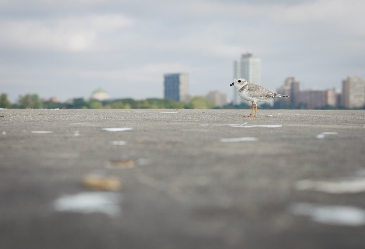 Piping Plover - Birder sp.