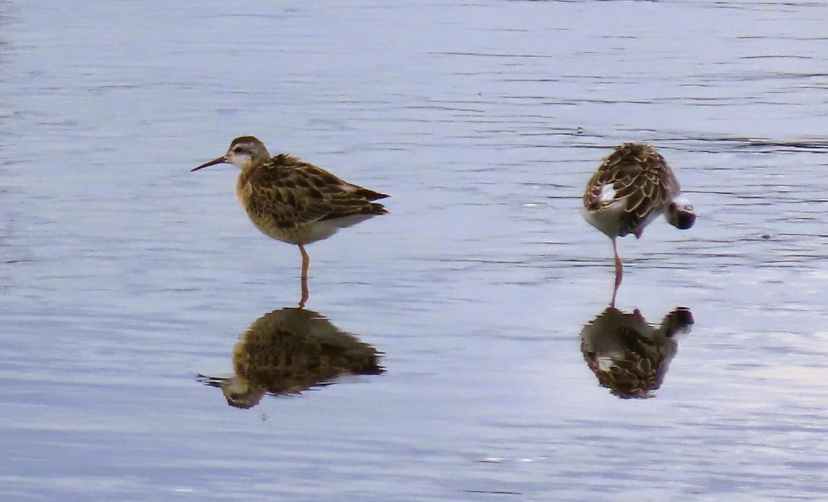 Wilson's Phalarope - ML640138726