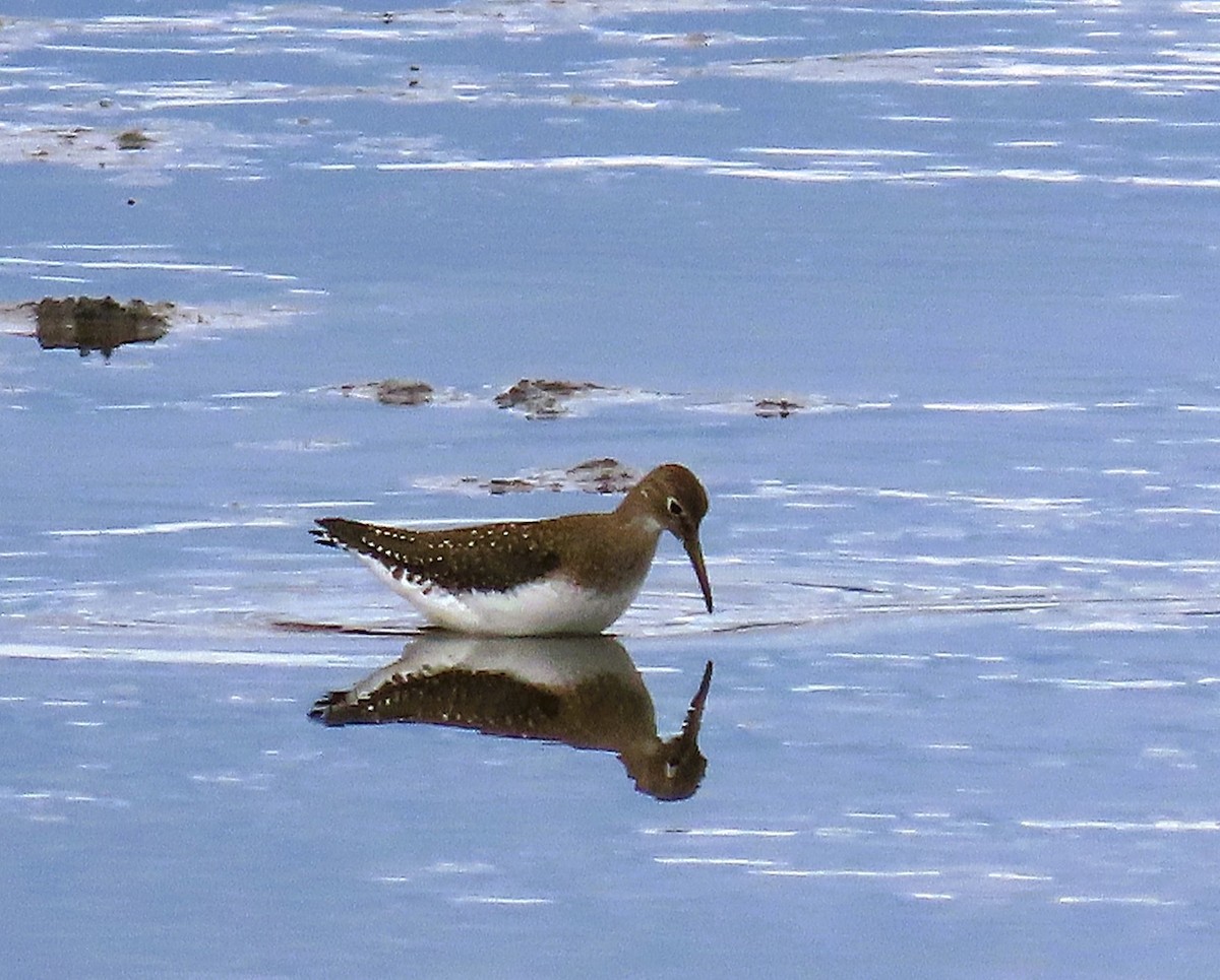 Solitary Sandpiper - ML640138731