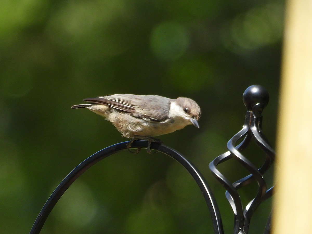 Brown-headed Nuthatch - ML640138742