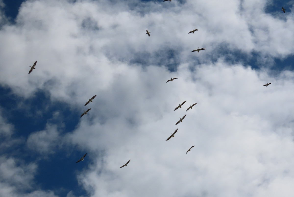 American White Pelican - ML640138744