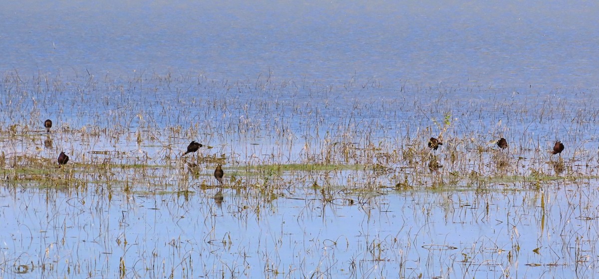White-faced Ibis - ML640138752