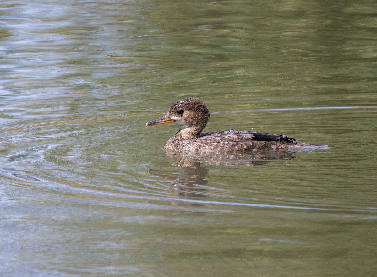 Hooded Merganser - ML640138784