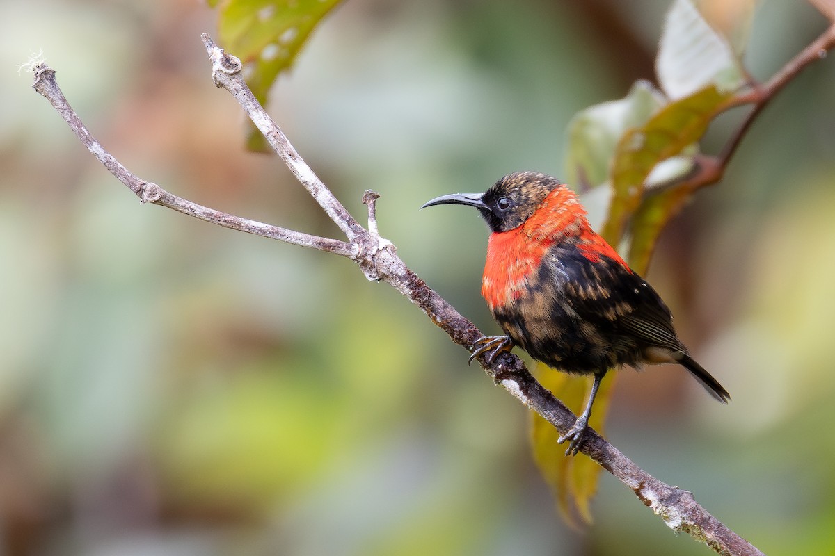 Red-collared Myzomela - ML640138790