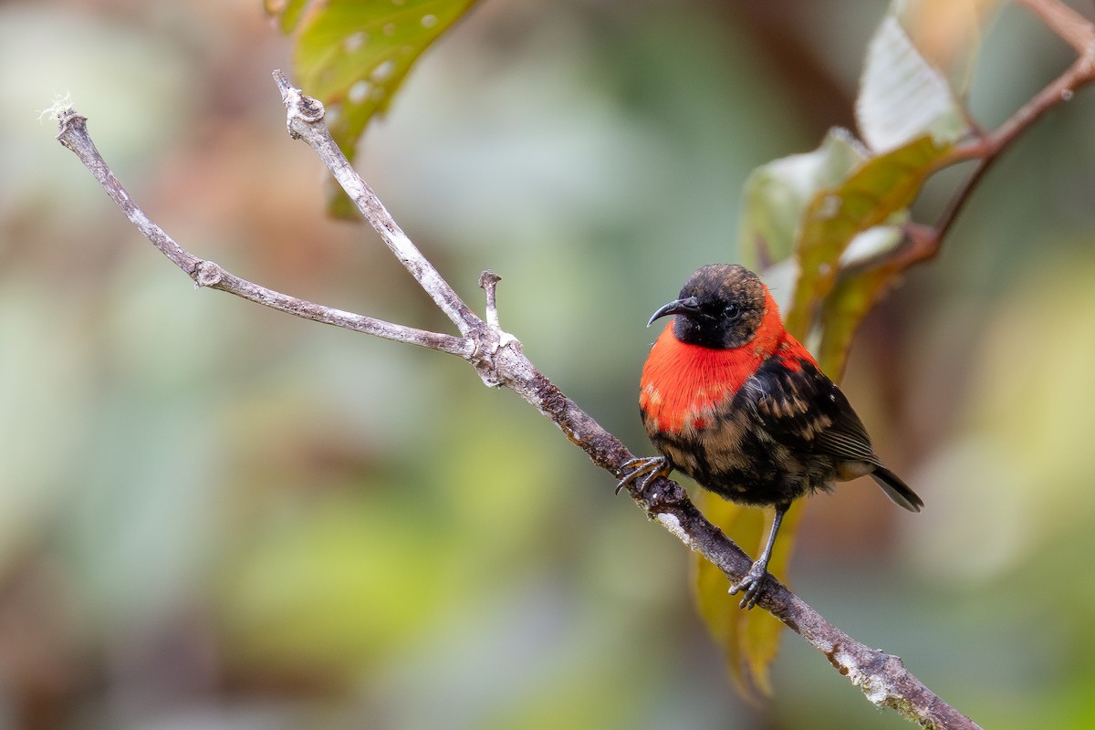 Red-collared Myzomela - ML640138791