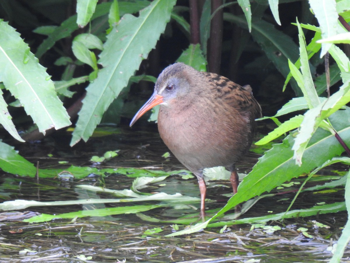 Ecuadorian Rail - ML640138807