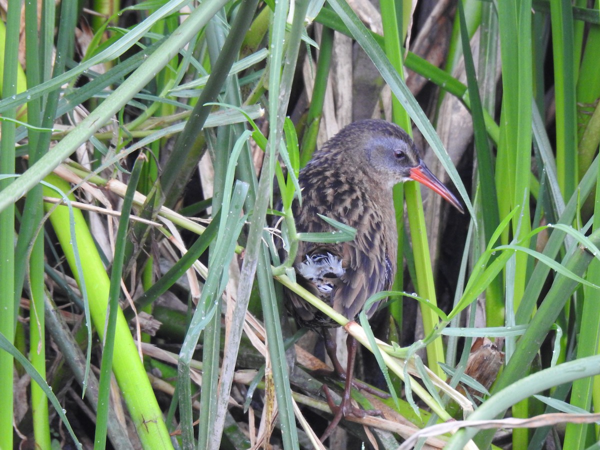 Ecuadorian Rail - ML640138812