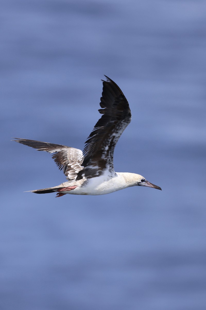 Red-footed Booby - ML640138816