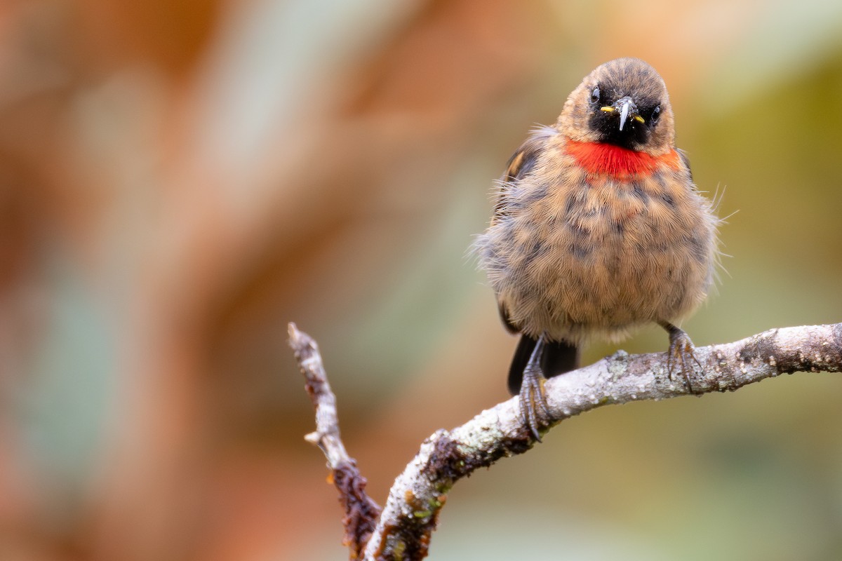 Red-collared Myzomela - ML640138824