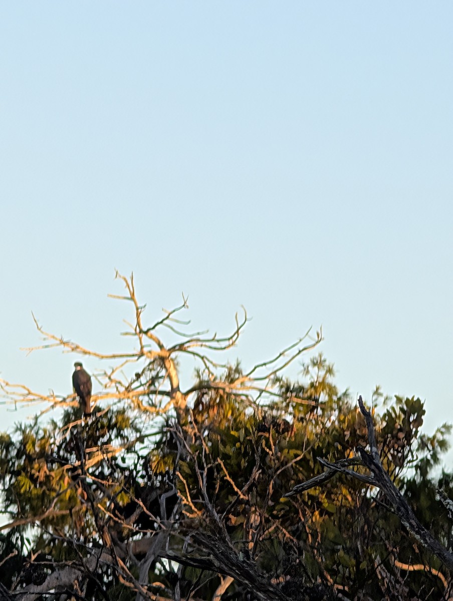Black Goshawk - ML640138835