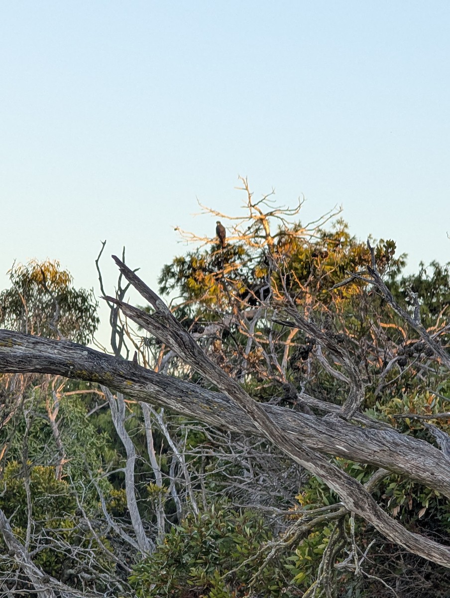 Black Goshawk - ML640138836