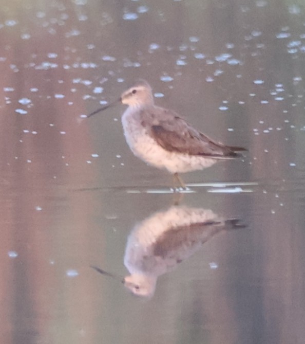 Stilt Sandpiper - ML640138853