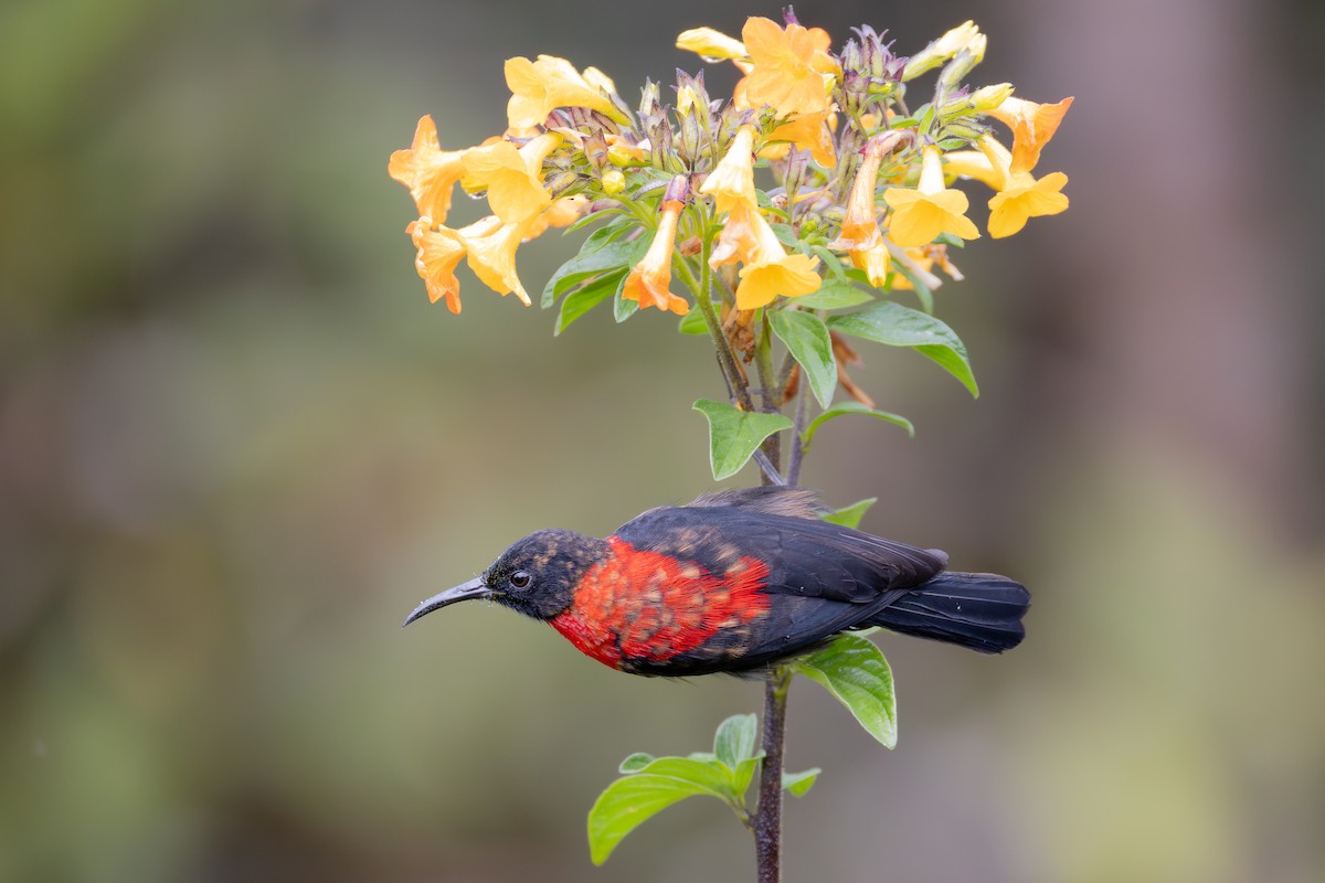 Red-collared Myzomela - ML640138892