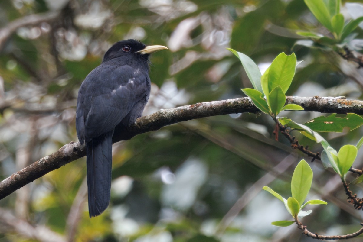 Yellow-billed Nunbird - ML640138909
