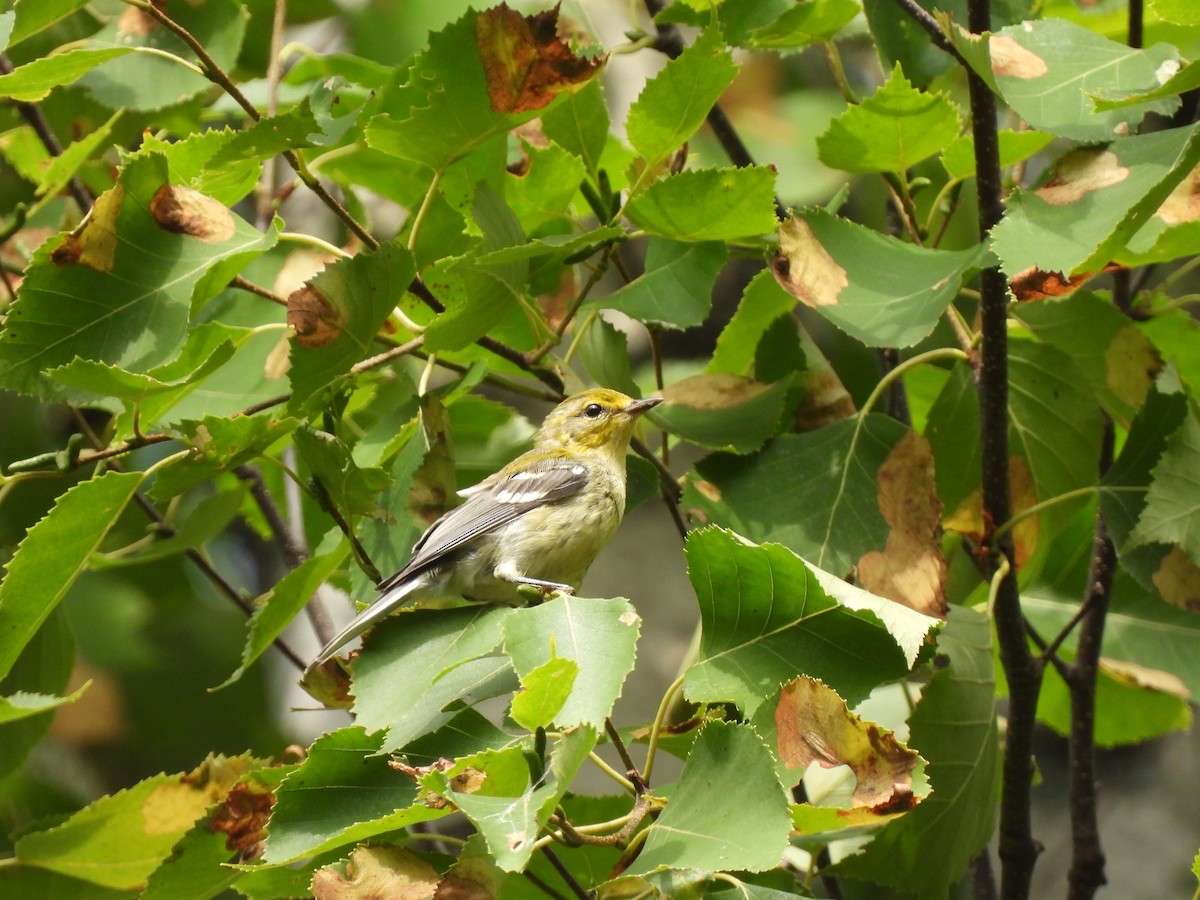 Pine Warbler - ML640138916