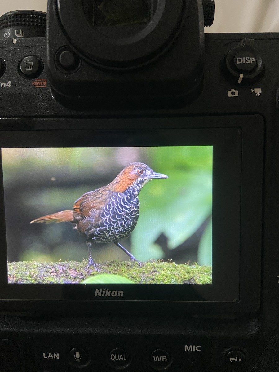 Marbled Wren-Babbler - ML640138928