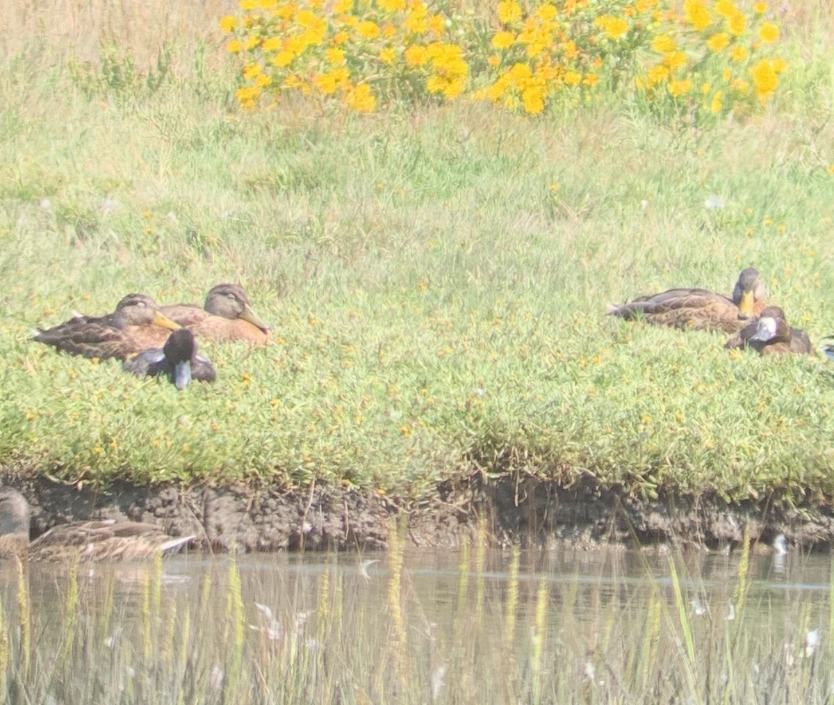 Тэнгисийн шумбуур - ML640138969