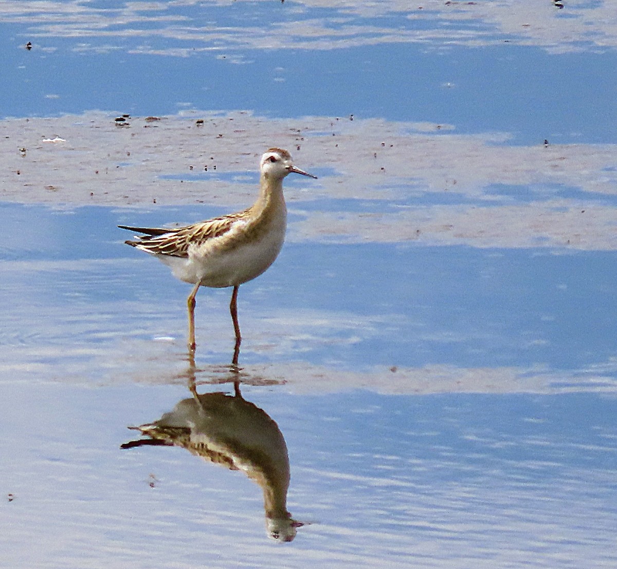 Wilson's Phalarope - ML640139075