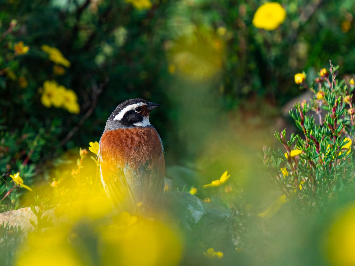 Tibetan Bunting - ML640139090