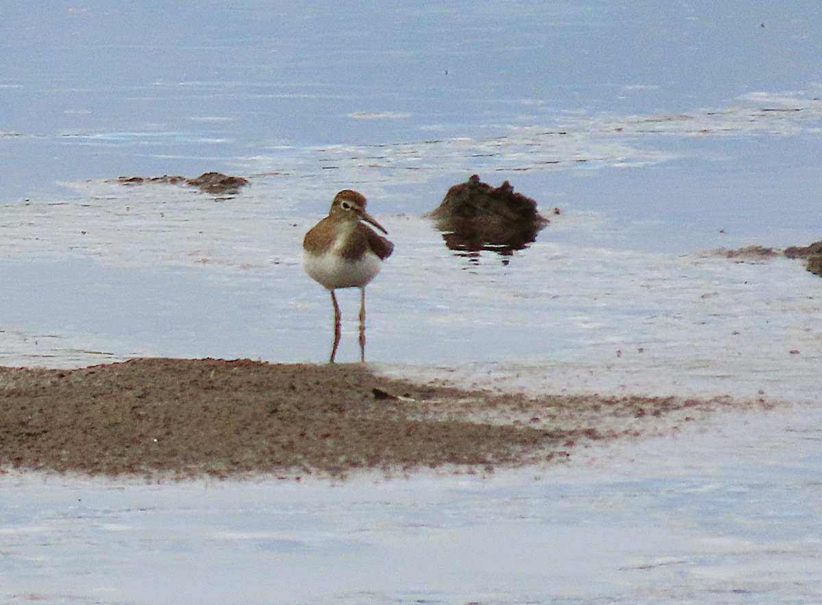 Solitary Sandpiper - ML640139091