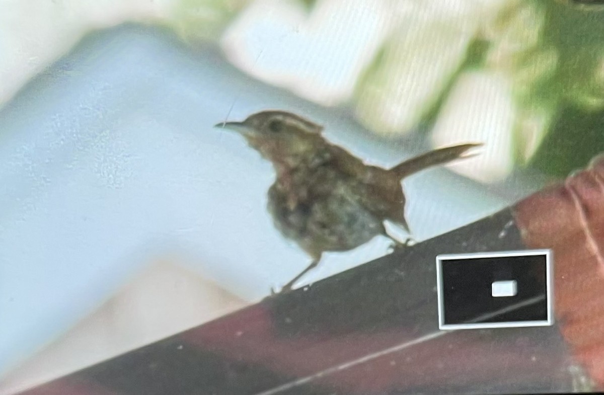 střízlík karolínský - ML640139125