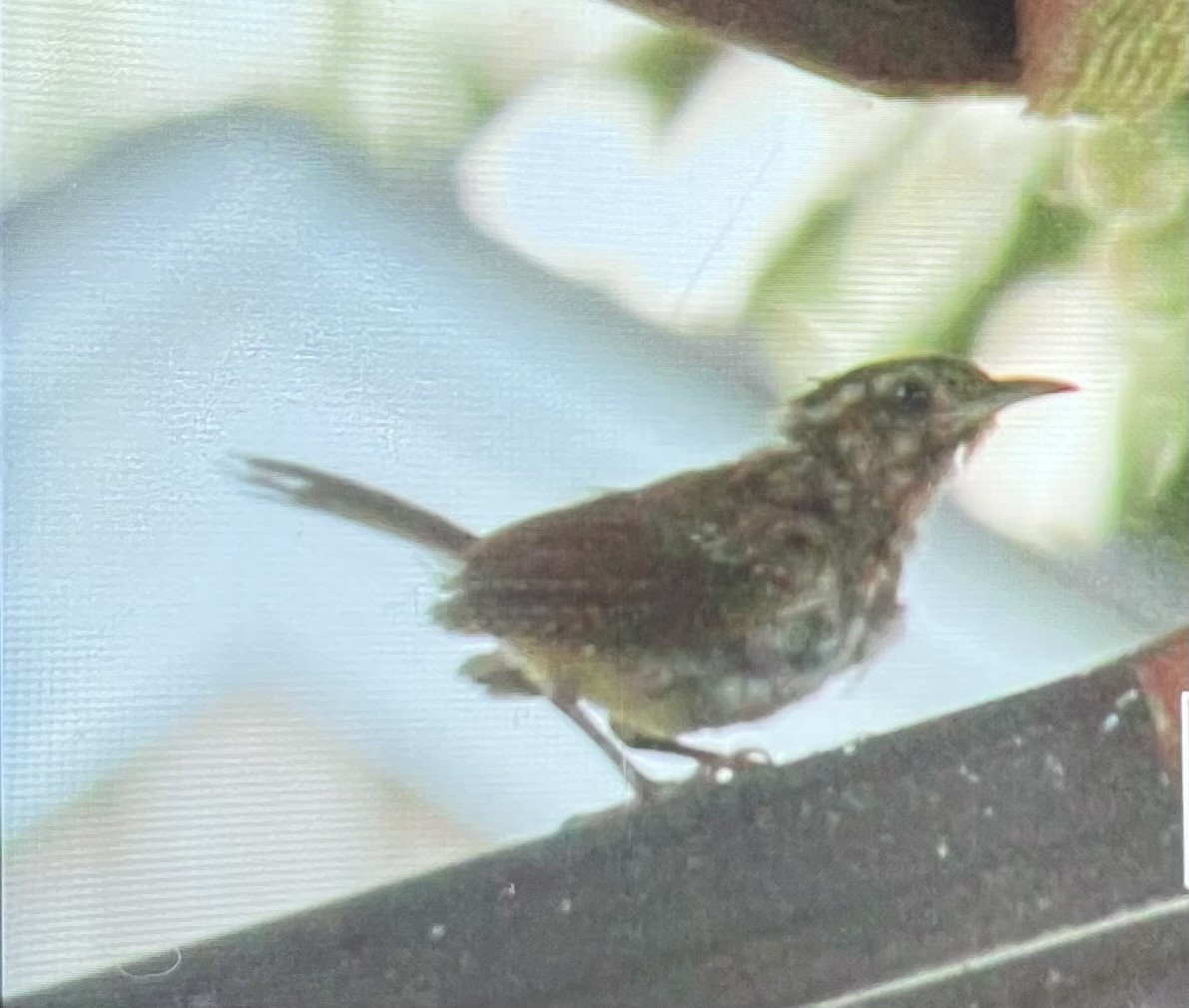 střízlík karolínský - ML640139126