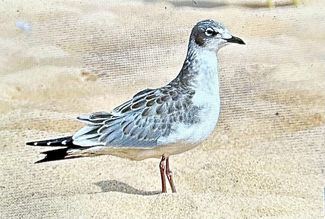 Präriemöwe - ML640139127