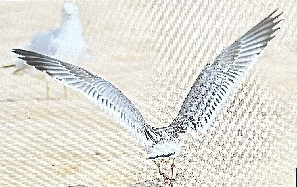 Präriemöwe - ML640139128