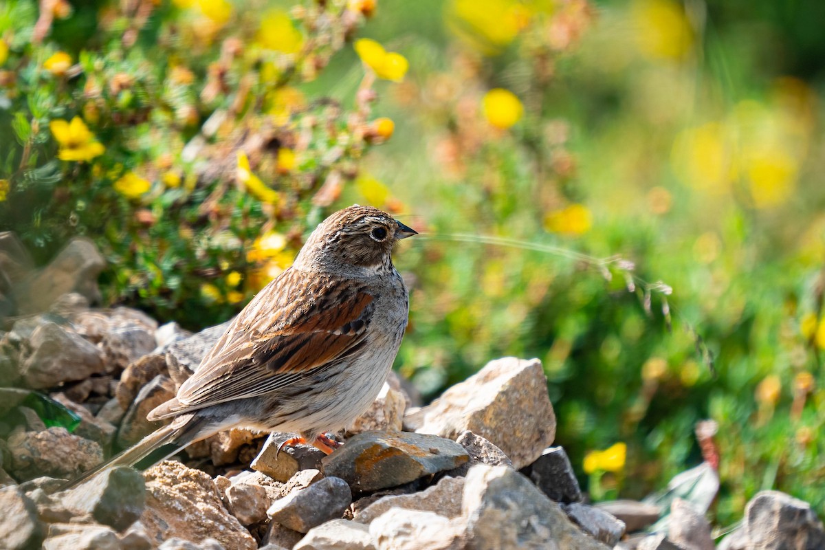 Tibetan Bunting - ML640139132