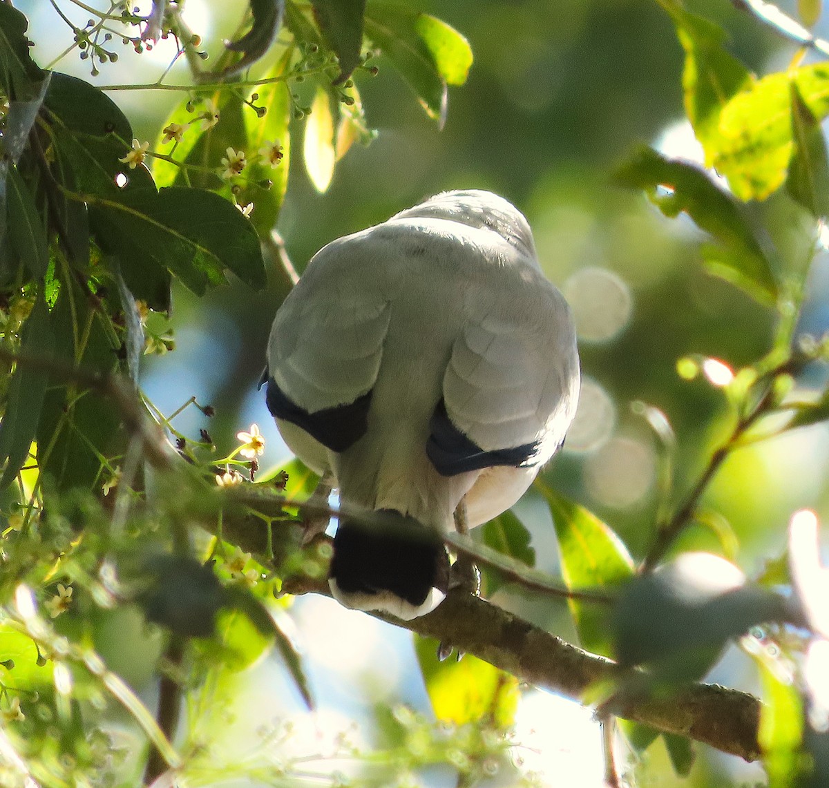 Masked Tityra - ML640139137